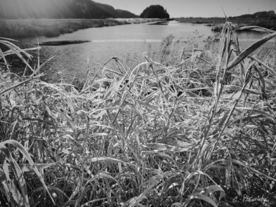 Iphone Photography from Chester Ptasinski