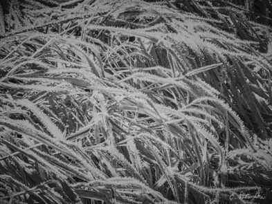 Iphone Photography from Chester Ptasinski