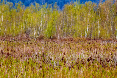 Landscape Photography from Chester Ptasinski